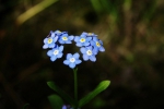 forget-me-not-316354_1280.jpg